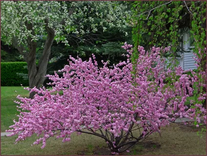 миндальное дерево