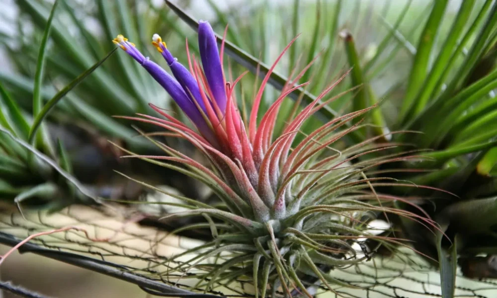 тилландсия