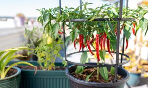 острый перец