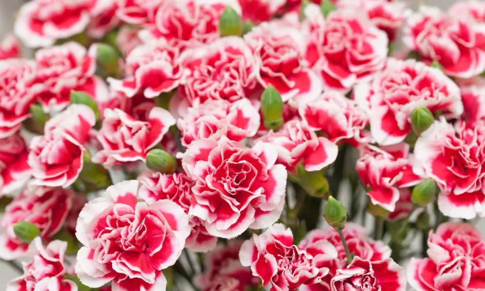 гвоздика Шабо