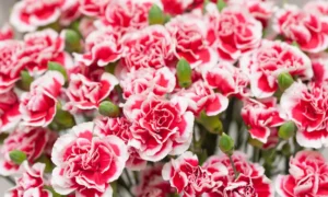 гвоздика Шабо