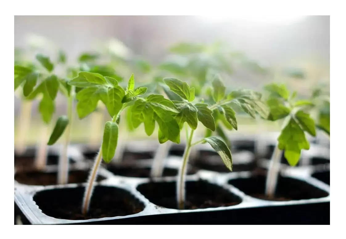 рассада томатов