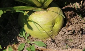 Репка в огороде