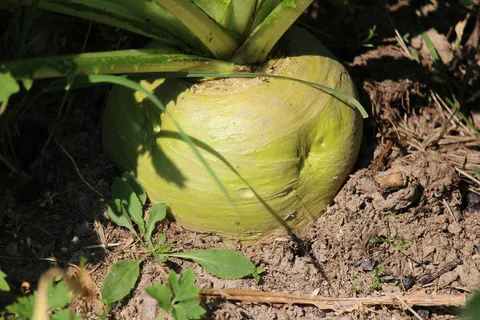 Репка в огороде