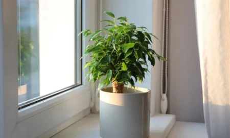 Фикус Бенжамина