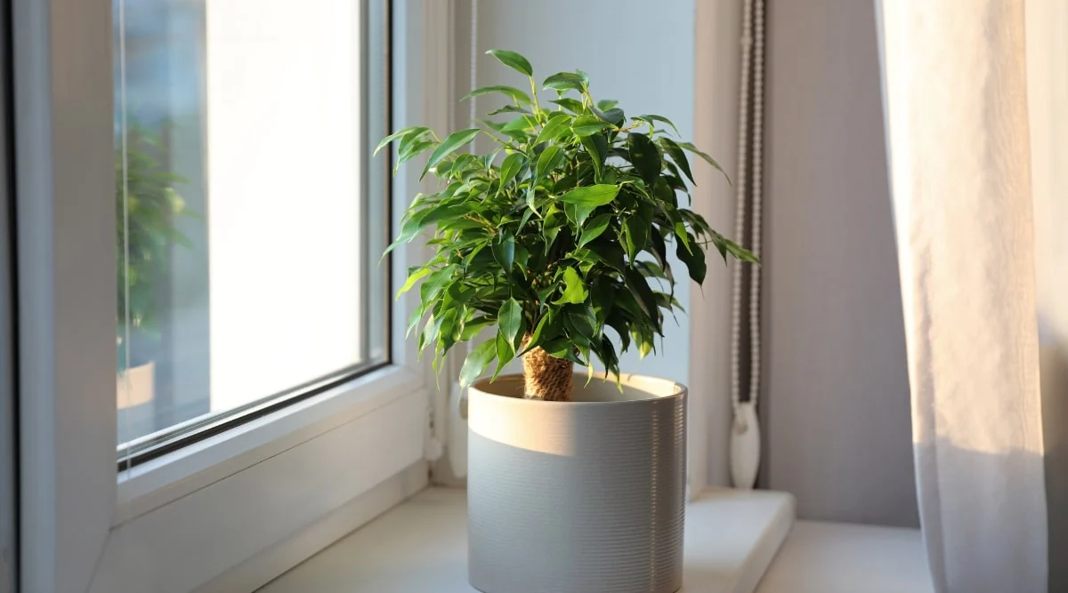 Фикус Бенжамина