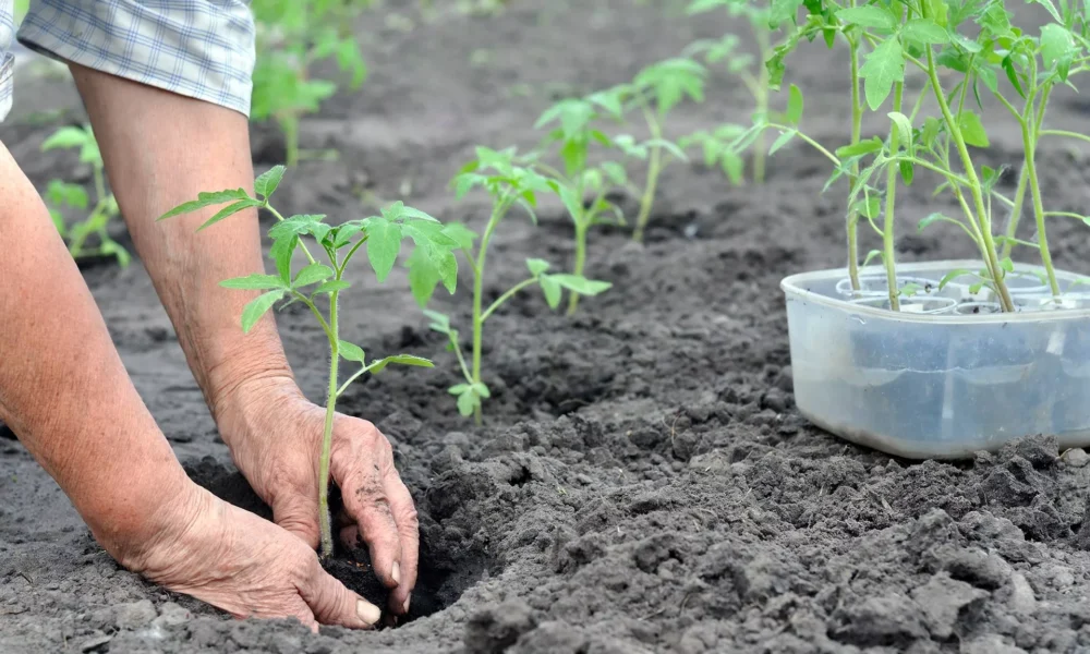 высадка рассады