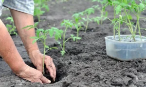 высадка рассады