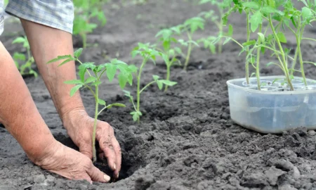 высадка рассады