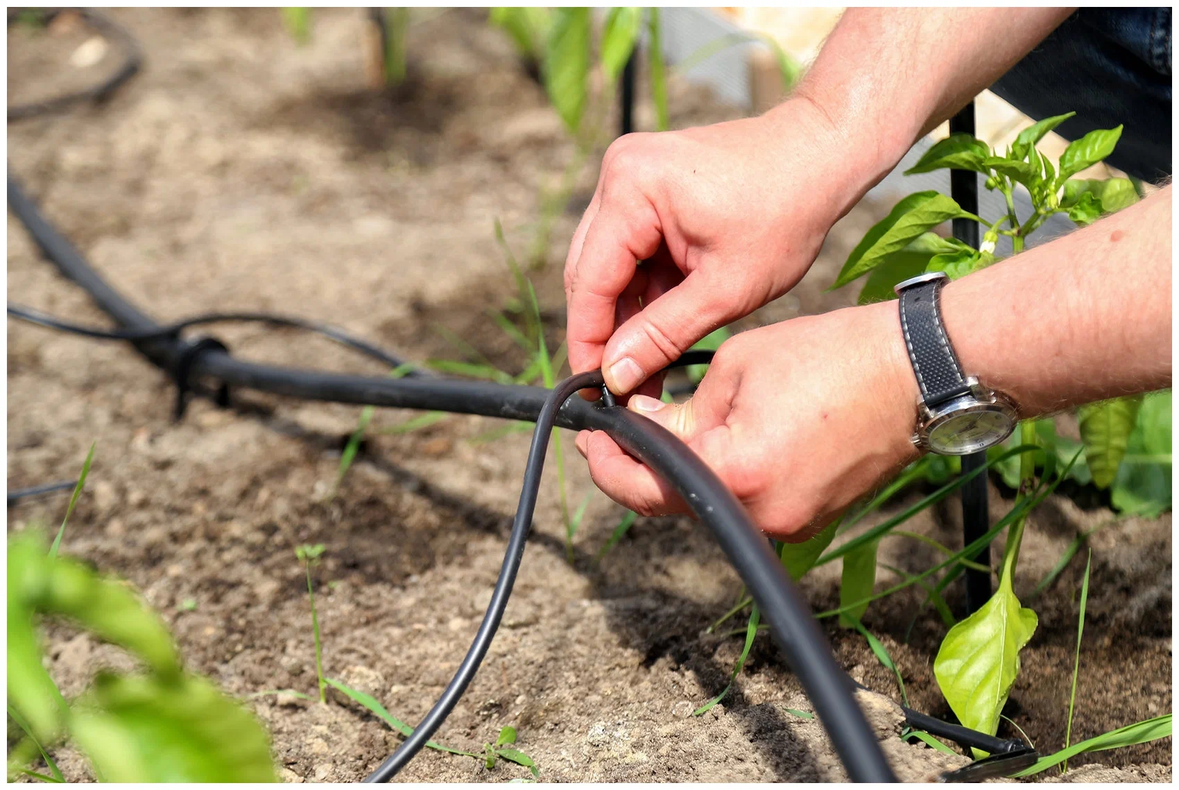 капельный полив