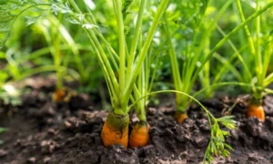 морковь на грядке