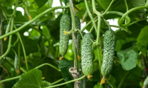 огурец Мамлюк f1