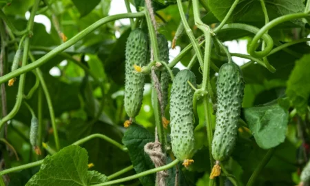 огурец Мамлюк f1