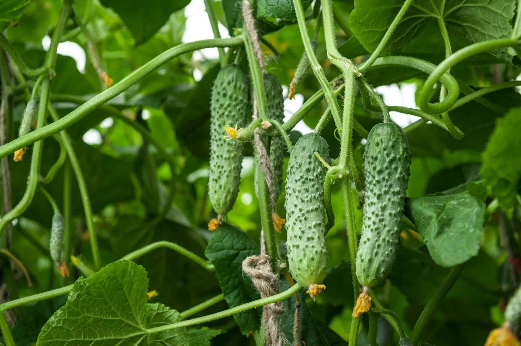 огурец Мамлюк f1