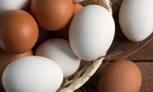 куриные яйца