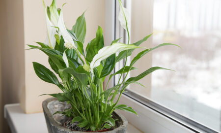 спатифиллум