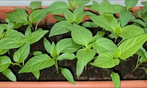 рассада перца
