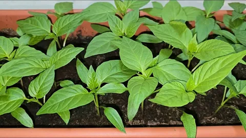 рассада перца