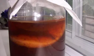 чайный гриб