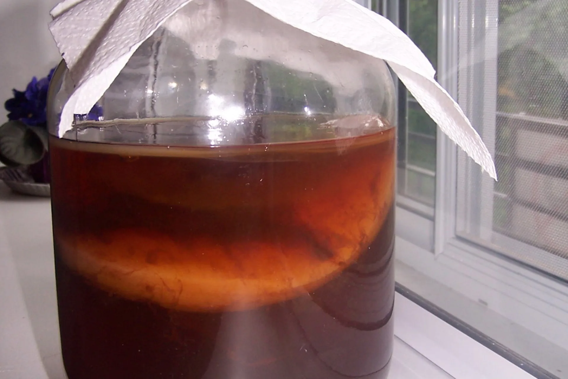 чайный гриб