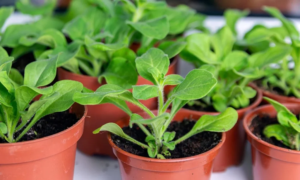 рассада петунии