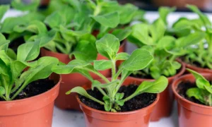 рассада петунии