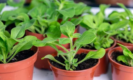 рассада петунии