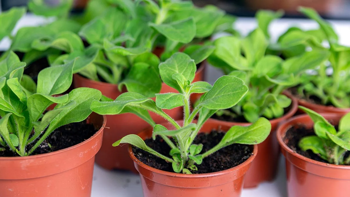 рассада петунии