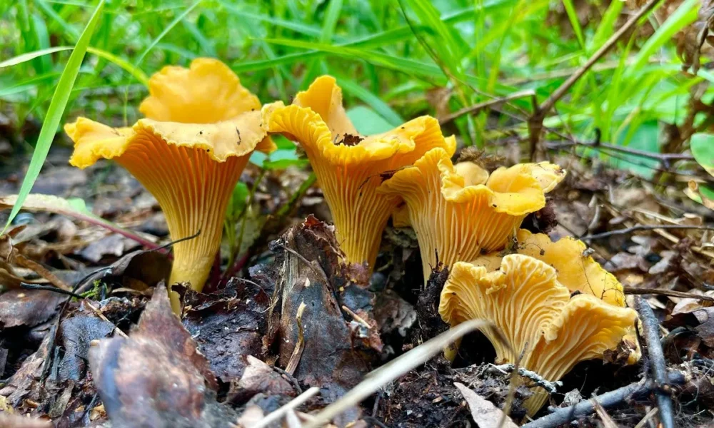 грибы лисичка