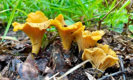 грибы лисичка