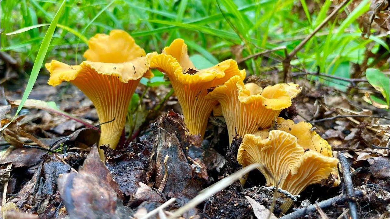 грибы лисичка