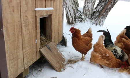 куры зимой