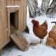 куры зимой