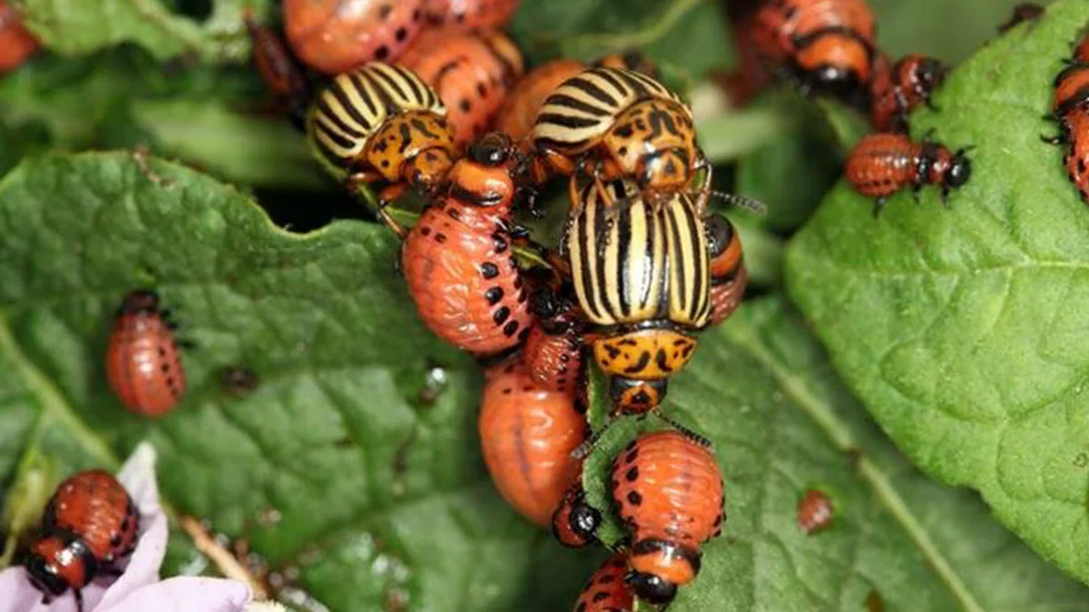 колорадский жук