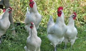 куры и петухи