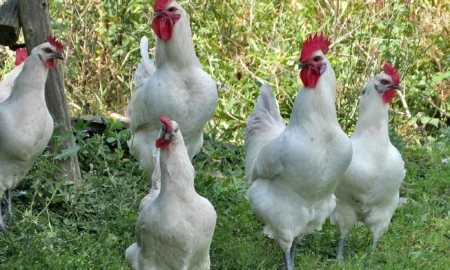куры и петухи