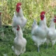 куры и петухи