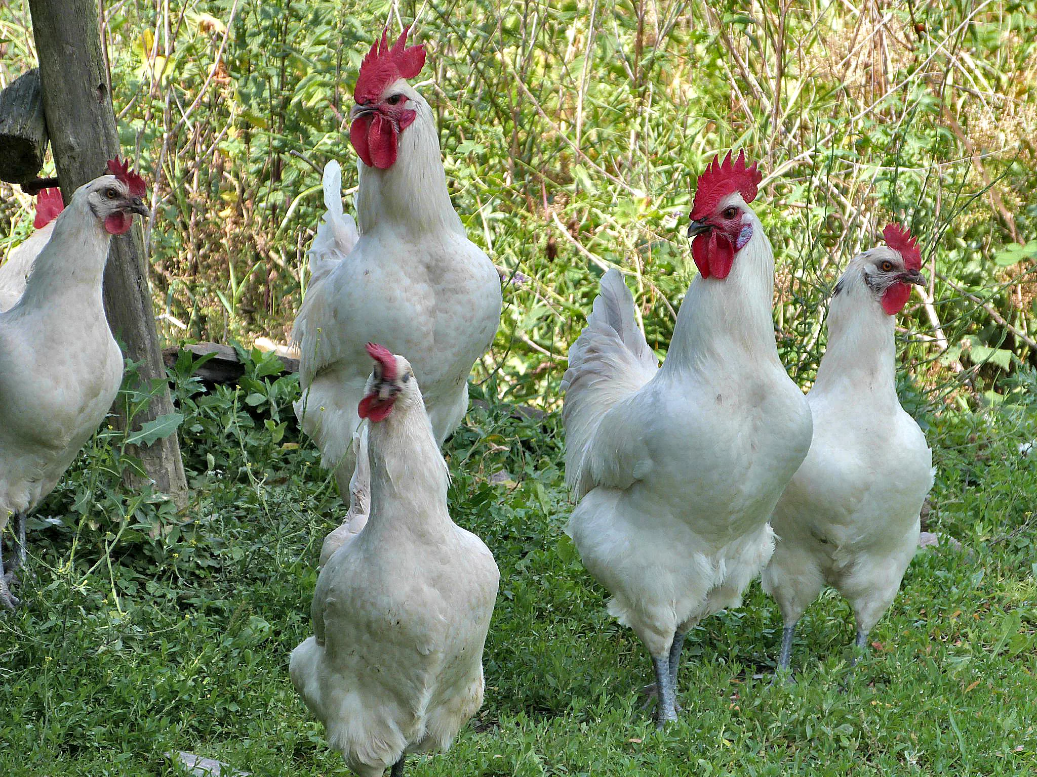 куры и петухи