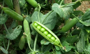 горох на грядке