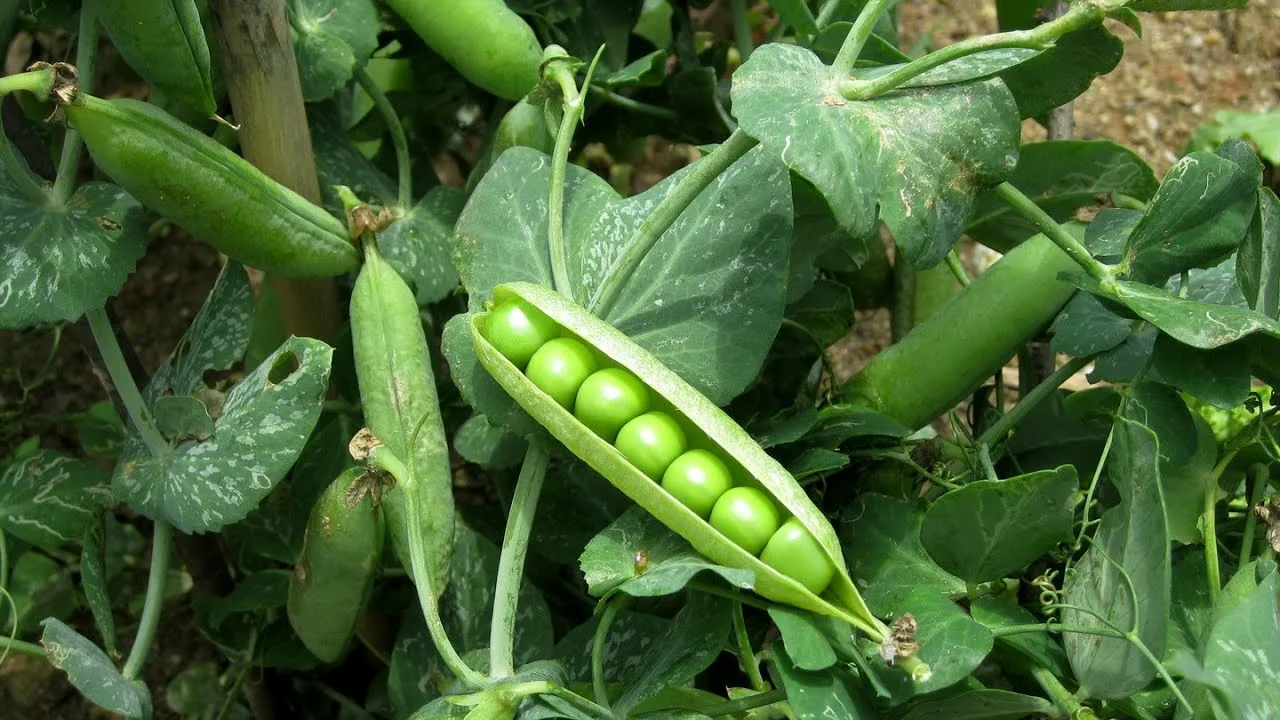 горох на грядке