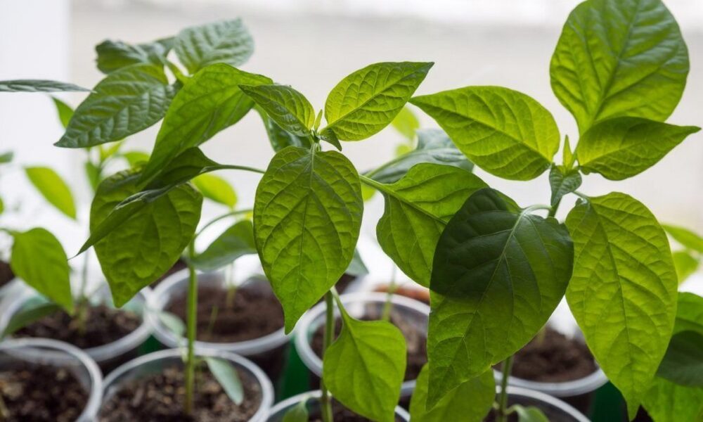 рассада перца