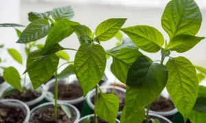 рассада перца