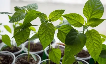 рассада перца