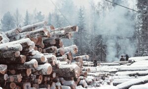 Лесоповал в тайге