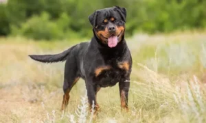 ротвейлер