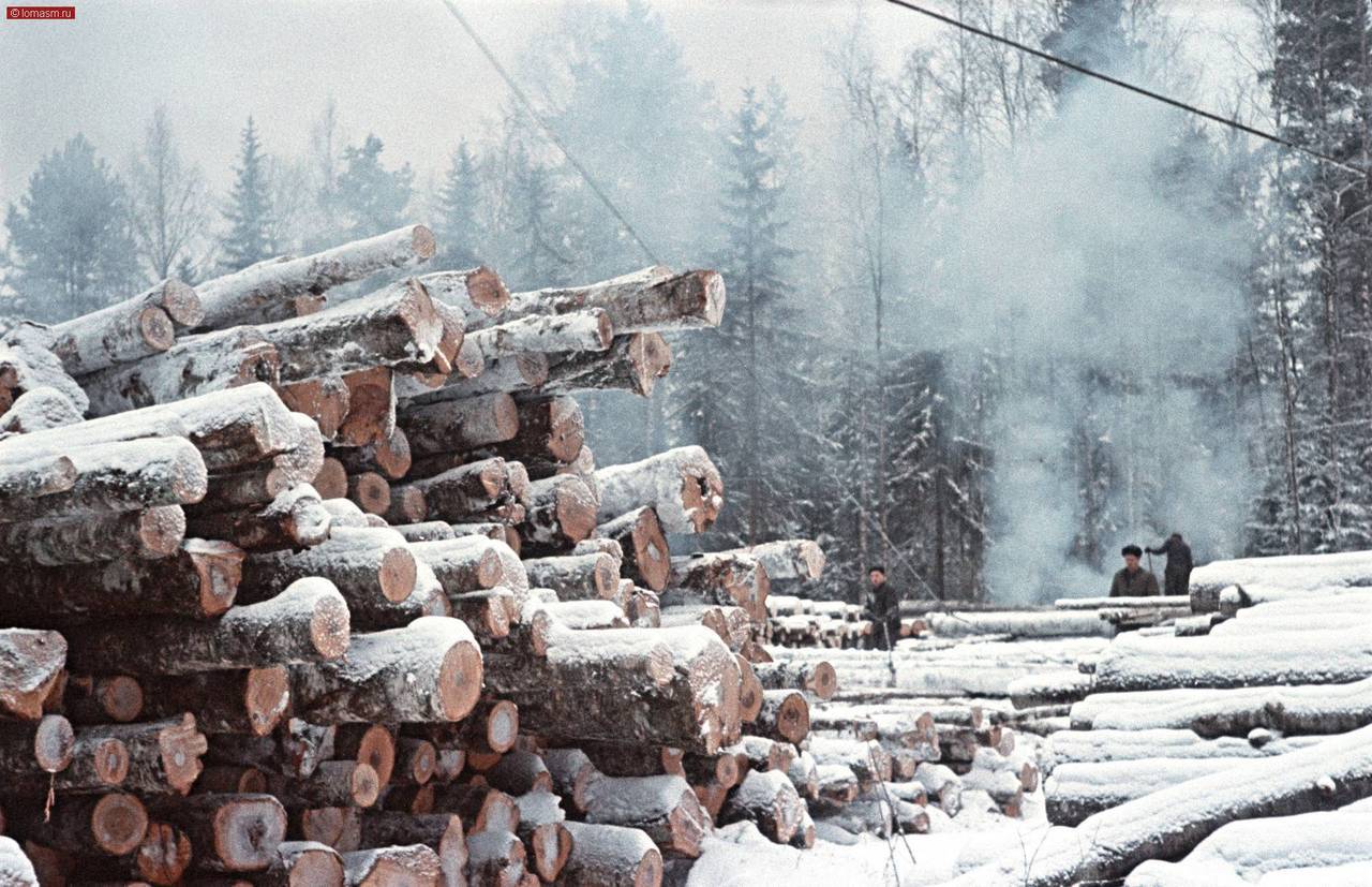 Лесоповал в тайге