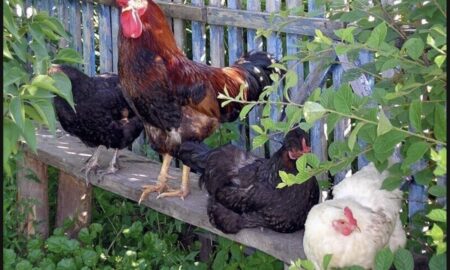 петух и куры