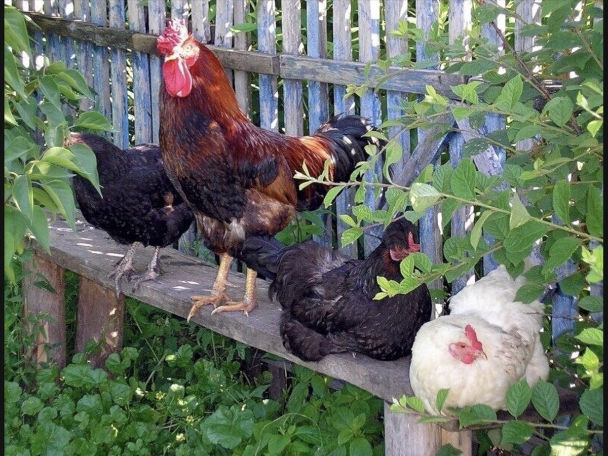 петух и куры