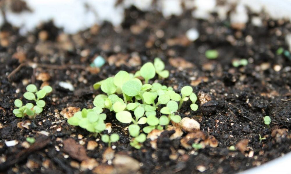 всходы петунии