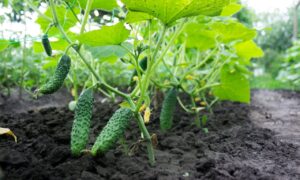 огурцы на грядке
